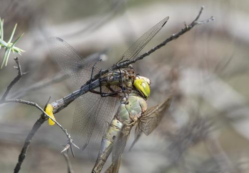 Anax parthenope